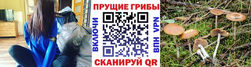 Галлюциногенные грибы Psilocybine cubensis  кракен рабочий сайт  Свирск 